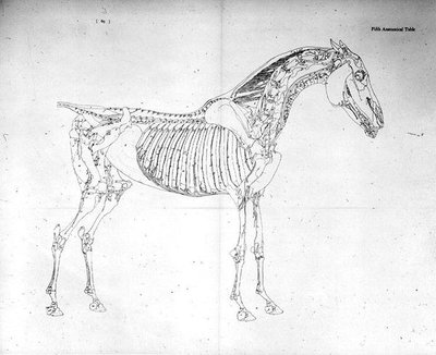 Piąta tabela anatomiczna z „Anatomii konia” (rycina) autorstwa George Stubbs