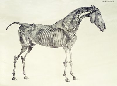 Piąta tabela anatomiczna z „Anatomii konia” autorstwa George Stubbs