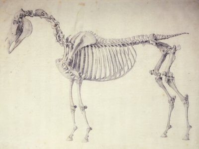 Piąta tabela anatomiczna z „Anatomii konia” autorstwa George Stubbs