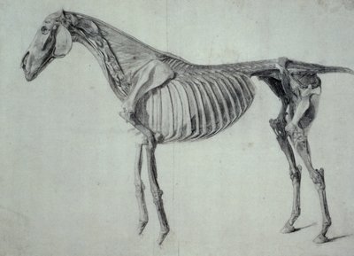 Studium ukończone do V Tabeli Anatomicznej Konia (grafit na papierze) autorstwa George Stubbs