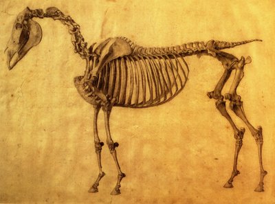 Zakończone Studium do I Szkieletowej Tabeli Konia, ok. godz. 1766 (grafit na papierze) autorstwa George Stubbs