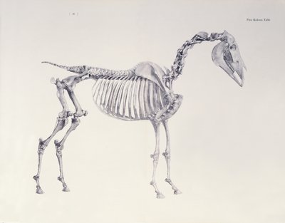 Pierwszy stół szkieletowy z „Anatomii konia” autorstwa George Stubbs