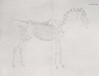 Pierwszy stół szkieletowy z „Anatomii konia” autorstwa George Stubbs