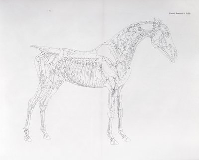 Czwarta tabela anatomiczna z „Anatomii konia” autorstwa George Stubbs