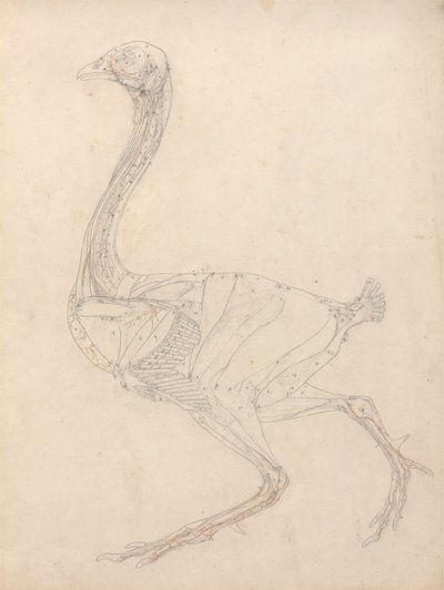 Ciało ptaka, widok z boku (studium kluczowej postaci do tabeli XV) autorstwa George Stubbs