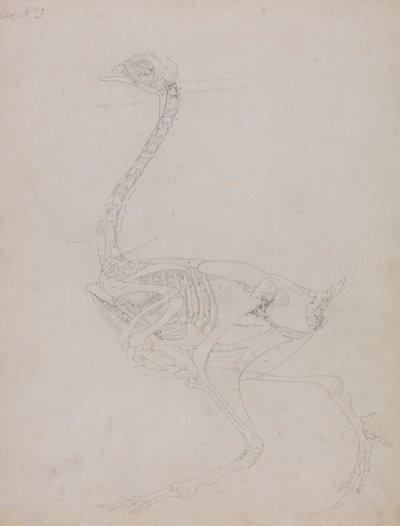 Ciało ptactwa, widok z boku autorstwa George Stubbs