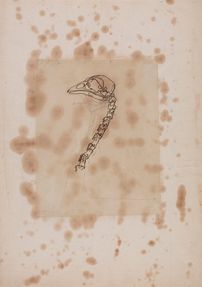 Głowa i szyja ptactwa, widok z boku autorstwa George Stubbs