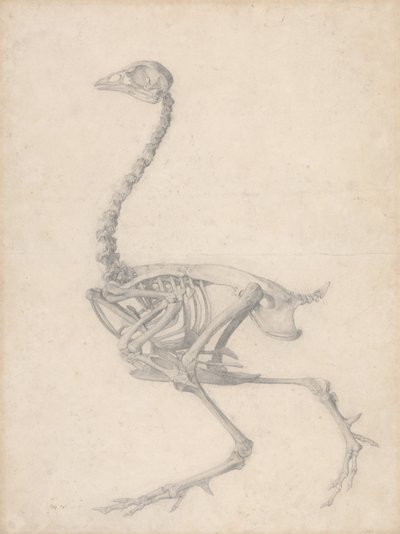 Szkielet ptactwa, widok z boku (zakończone badanie dla tabeli V) autorstwa George Stubbs