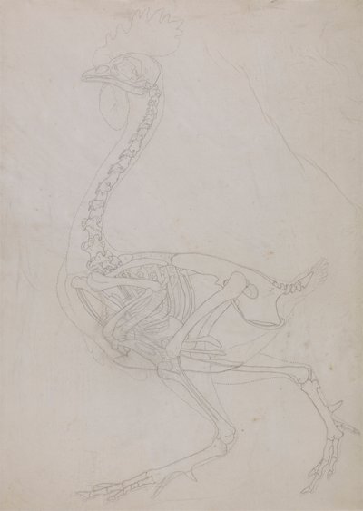 Szkielet ptactwa, widok z boku (rysunek konspektu) autorstwa George Stubbs