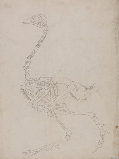 Szkielet ptactwa, widok z boku (szkic szkieletu) autorstwa George Stubbs