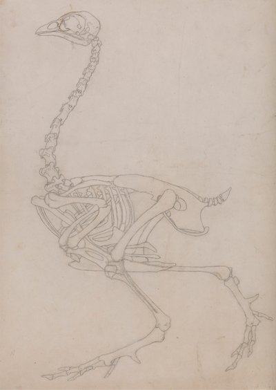Szkielet ptactwa, widok z boku (szkic szkieletu przygotowany dla kluczowej figury do tabeli V) autorstwa George Stubbs