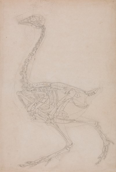 Szkielet ptactwa, widok z boku (prawdopodobnie podstawowe badanie proporcji szkieletu ptactwa używanego do innych rysunków) autorstwa George Stubbs