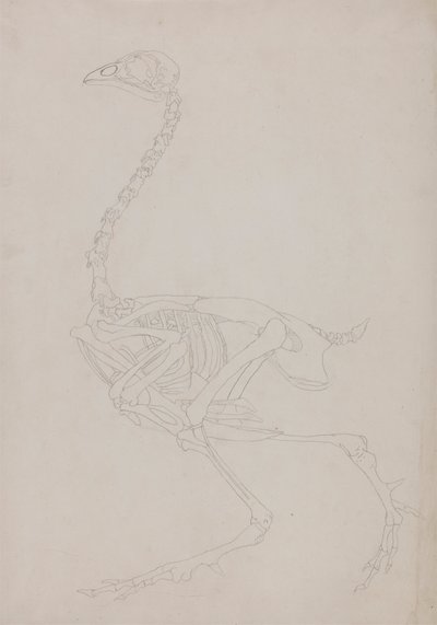 Szkielet Ptactwa, Widok Boczny autorstwa George Stubbs