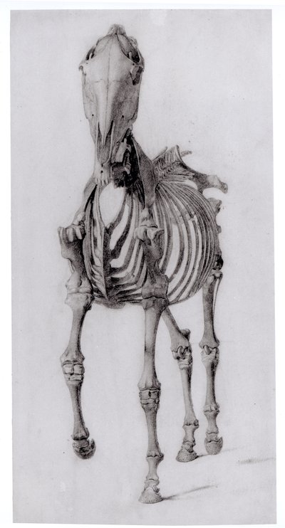 Widok z przodu szkieletu konia, studium nr 10 z Anatomii konia, 1766 autorstwa George Stubbs
