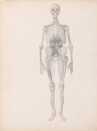 Postać ludzka, widok z przodu (ukończone studium końcowego etapu sekcji) autorstwa George Stubbs