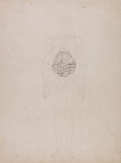 Postać ludzka, widok z przodu (rysunek konspektu) autorstwa George Stubbs