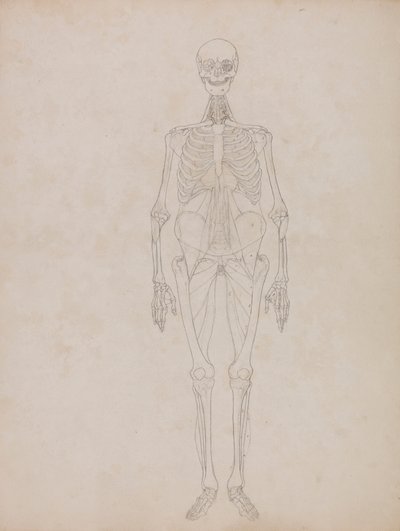 Postać ludzka, widok z przodu (rysunek konturowy) autorstwa George Stubbs