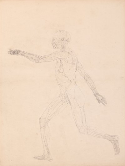 Postać ludzka, widok z boku (Dla kluczowej figury do Tabeli XIII) autorstwa George Stubbs