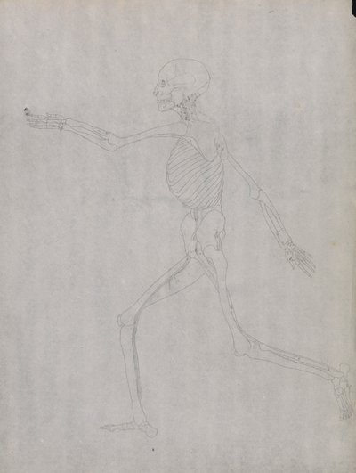 Postać ludzka, widok z boku autorstwa George Stubbs