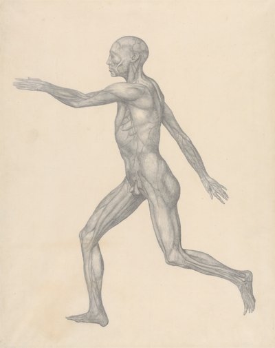 Postać ludzka, widok z boku, po usunięciu skóry i leżących poniżej warstw powięzi (badanie zakończone dla tabeli XIII) autorstwa George Stubbs