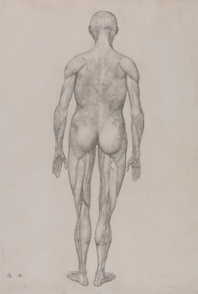 Postać ludzka, widok z tyłu (prawie identyczny z gotowym rysunkiem do tabeli XII) autorstwa George Stubbs