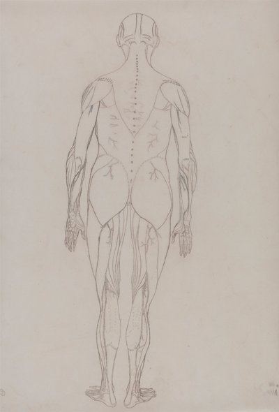 Postać ludzka, widok z tyłu (rysunek konspektu kluczowej postaci do tabeli XII) autorstwa George Stubbs