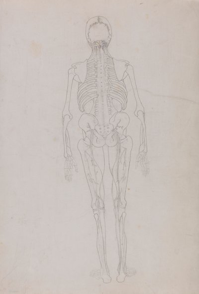 Postać ludzka, widok z tyłu (rysunek konspektu kluczowej postaci przedstawiający końcowy etap sekcji) autorstwa George Stubbs