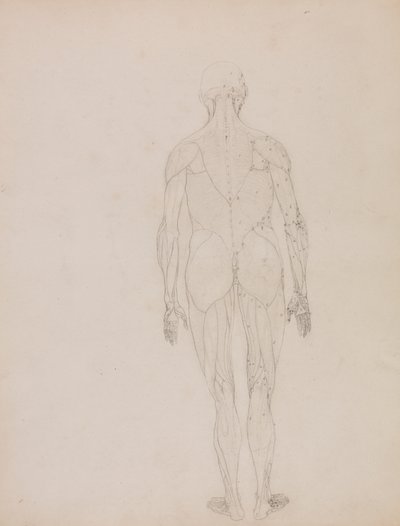 Postać ludzka, widok z tyłu (rysunek zarysu kluczowej postaci do Tabeli XII) autorstwa George Stubbs
