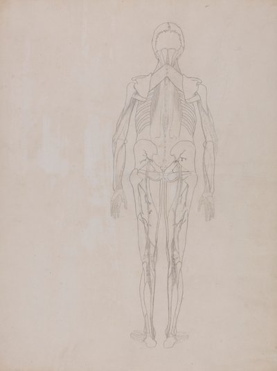 Postać ludzka, widok z tyłu (rysunek konspektu kluczowej figury niepublikowanej płyty) autorstwa George Stubbs