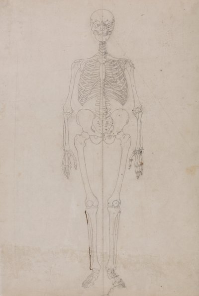 Szkielet człowieka, widok z przodu (badanie końcowe) autorstwa George Stubbs