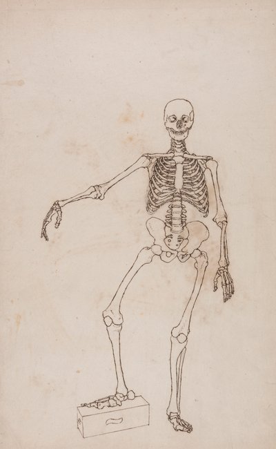 Ludzki Szkielet, Widok Z Przodu autorstwa George Stubbs