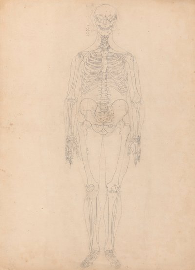 Ludzki Szkielet, Widok Z Przodu autorstwa George Stubbs