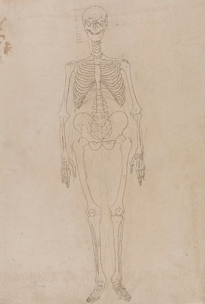 Ludzki Szkielet, Widok Z Przodu autorstwa George Stubbs