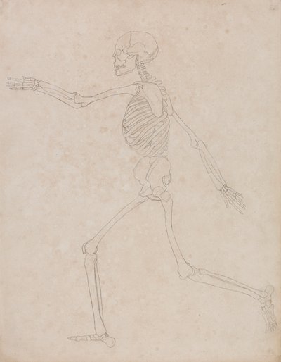 Szkielet ludzki, widok z boku (mógł być początkowo przygotowany do użycia jako kluczowa postać do Tabeli III, ale później został porzucony) autorstwa George Stubbs