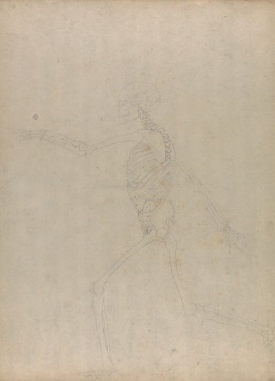 Szkielet ludzki, widok z boku (badanie kluczowej postaci do niepublikowanej tabeli przedstawiającej wnętrzności brzucha) autorstwa George Stubbs