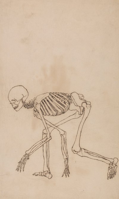 Szkielet Ludzki, Widok Boczny autorstwa George Stubbs