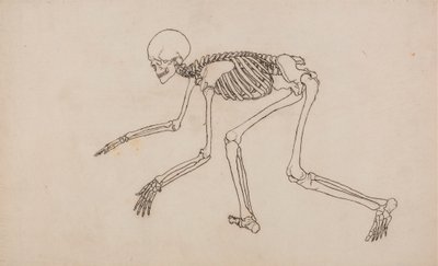 Szkielet Ludzki, Widok Boczny autorstwa George Stubbs