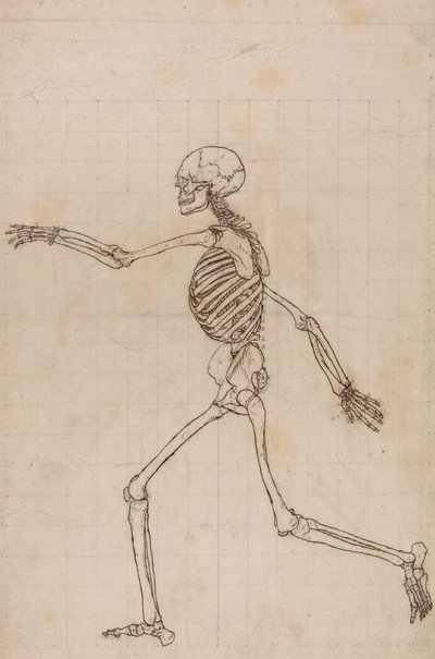 Szkielet Ludzki, Widok Boczny autorstwa George Stubbs