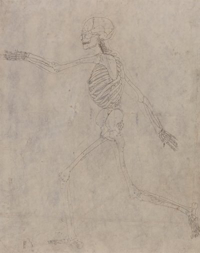 Esqueleto Humano, Verniz Lateral autorstwa George Stubbs
