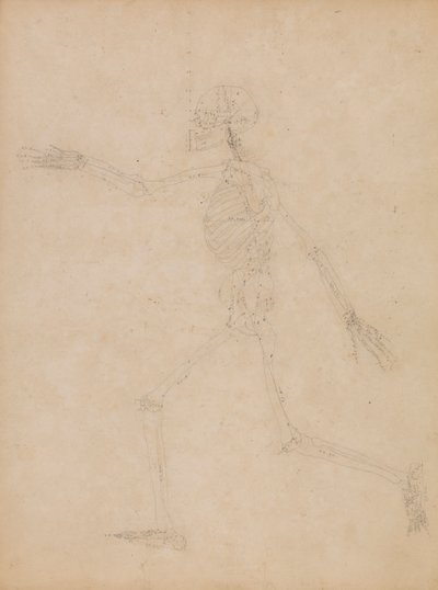 Szkielet Ludzki, Widok Boczny autorstwa George Stubbs