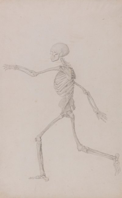 Szkielet człowieka, widok z boku widziany z lewej strony, biegnący (ukończone studium dla tabeli III) autorstwa George Stubbs
