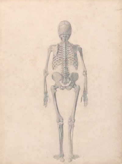 Szkielet człowieka, widok z tyłu (ukończone badanie do tabeli II) autorstwa George Stubbs