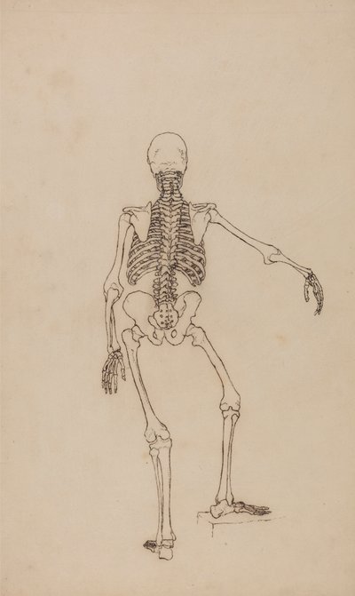 Szkielet Ludzki, Widok Z Tyłu autorstwa George Stubbs