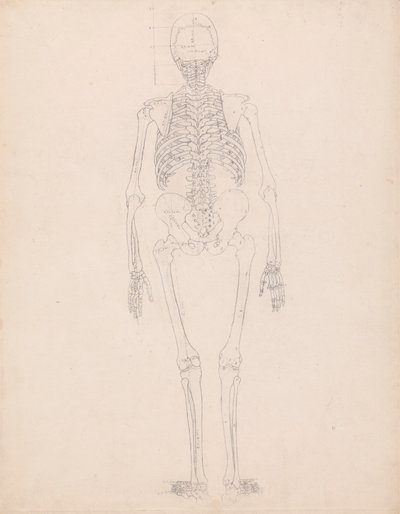 Szkielet Ludzki, Widok Z Tyłu autorstwa George Stubbs