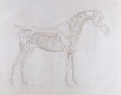 Ilustracja z „Anatomii konia, zawierająca szczegółowy opis kości, chrząstek, mięśni...w osiemnastu tablicach”, wydrukowana przez J. Purser, 1766 autorstwa George Stubbs