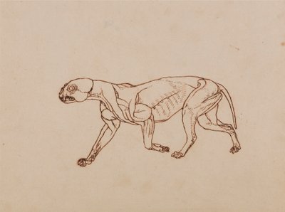 Ciało lamparta, widok z boku autorstwa George Stubbs