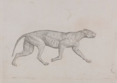 Ciało lamparta, widok z boku autorstwa George Stubbs