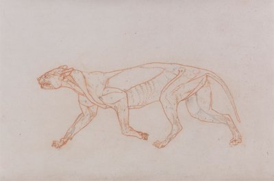 Ciało lamparta, widok z boku autorstwa George Stubbs