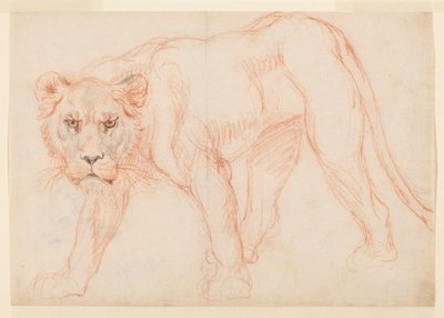 Lwica grasująca, recto, XVIII lub XIX w. autorstwa George Stubbs