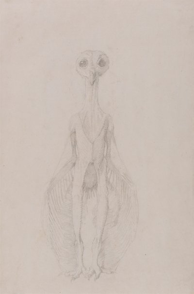 Sowa Stojąca, Widok Z Przodu autorstwa George Stubbs
